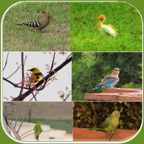 IIM Indore Campus Takes Flight in Global Bird Count, Showcasing Commitment to Environmental Conservation